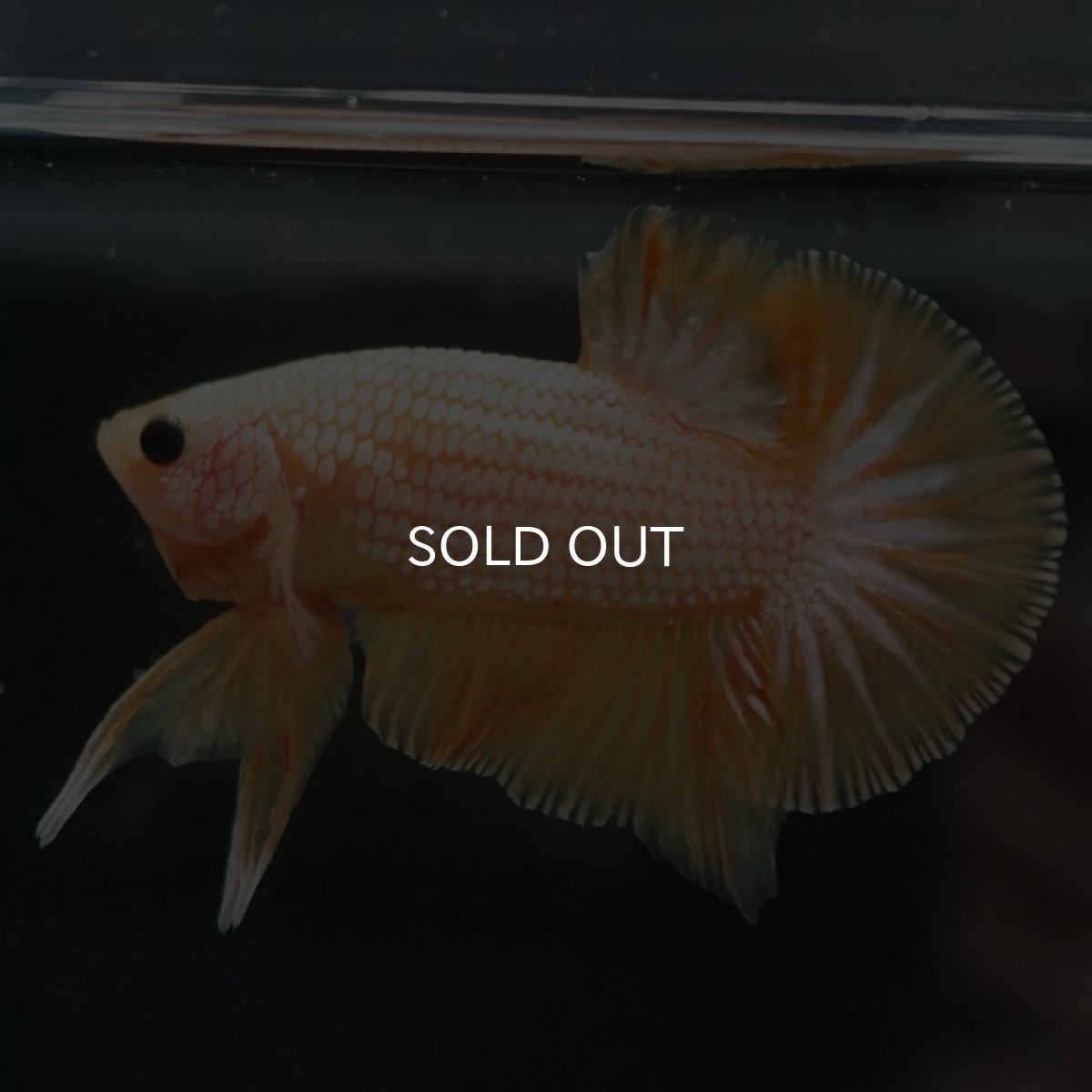 画像2: HMPK イエローファンシー (2)