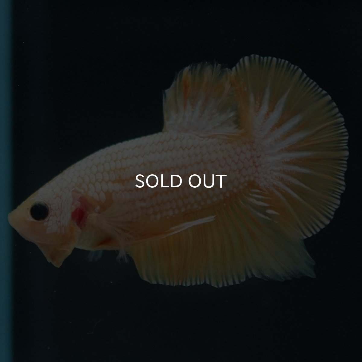 画像6: HMPK イエローファンシー (6)