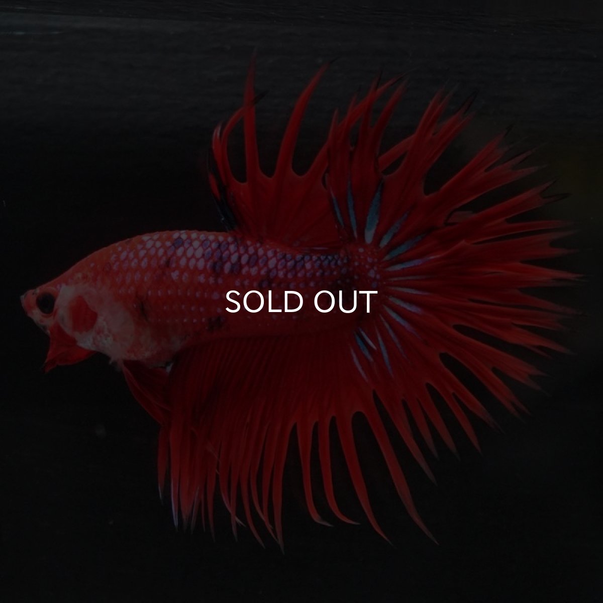 画像3: CT　ファンシーレッド (3)