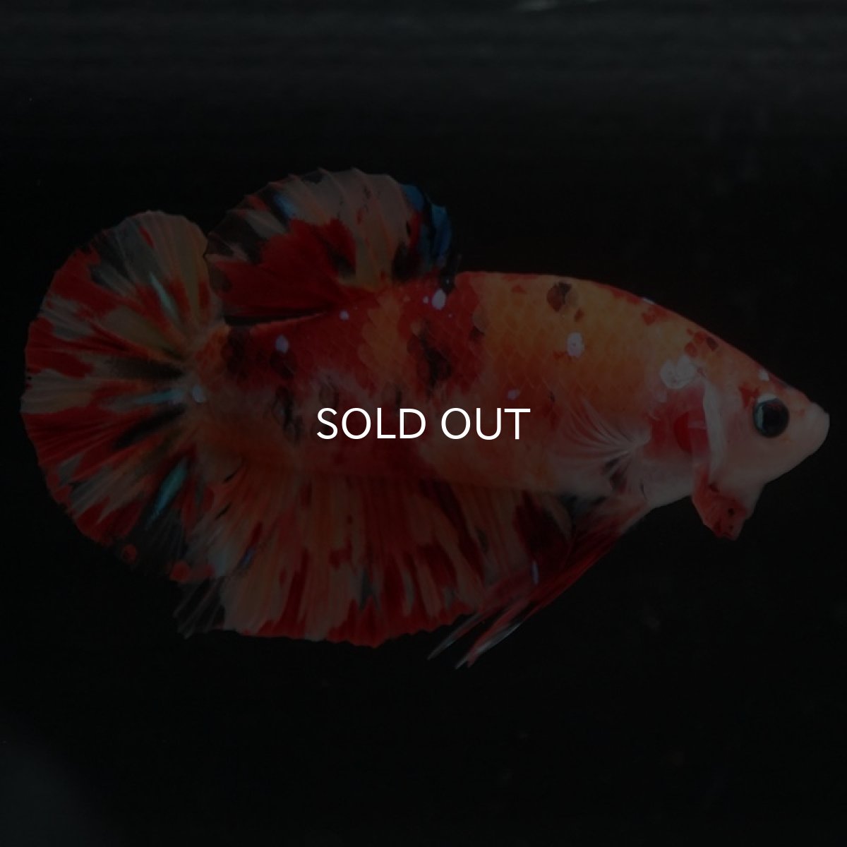 画像6: HMPK キャンディ (6)