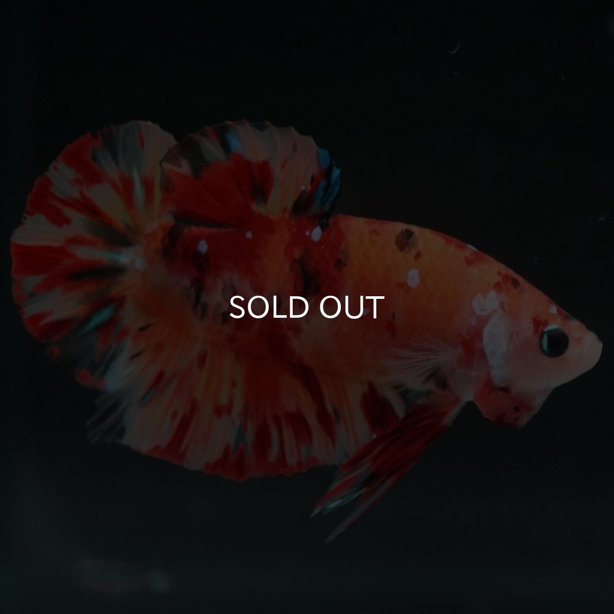 画像4: HMPK キャンディ (4)