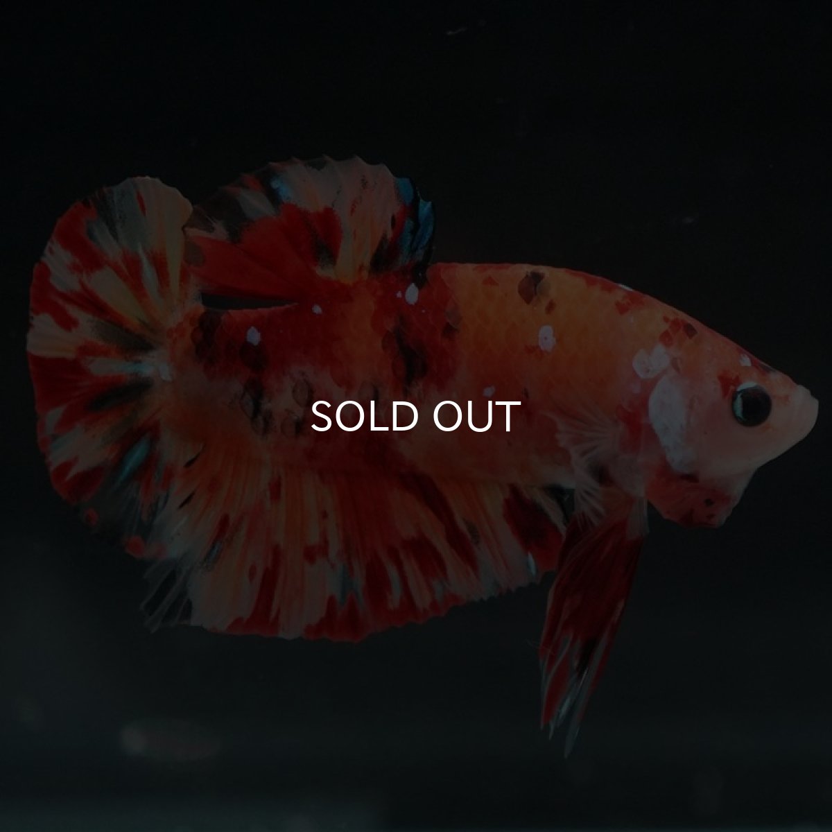 画像2: HMPK キャンディ (2)