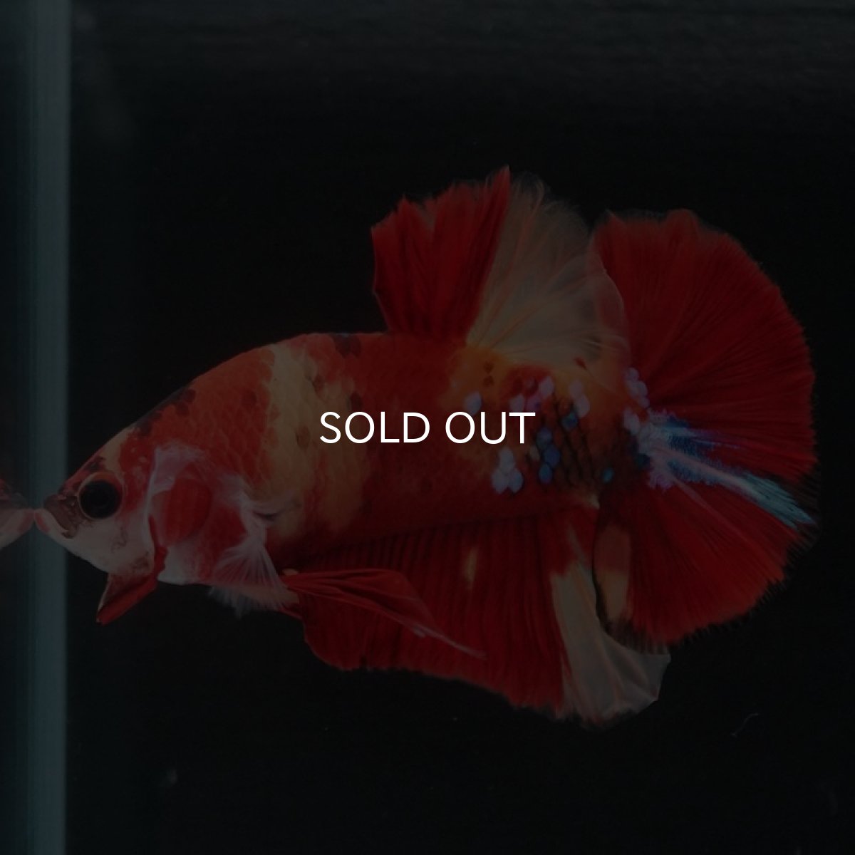 画像8: HMPK キャンディ (8)