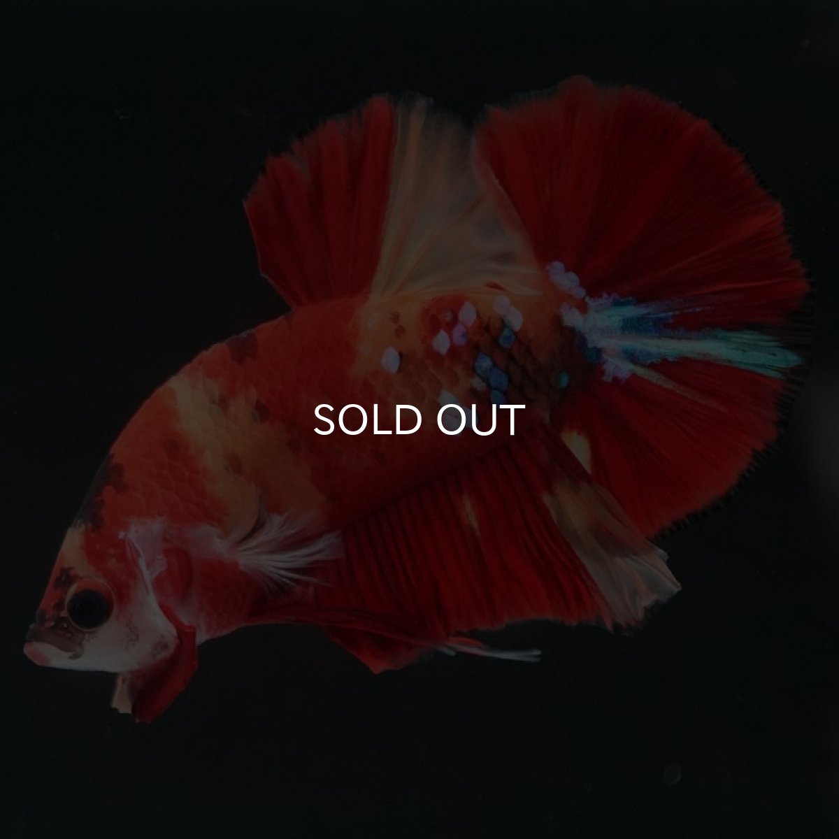 画像7: HMPK キャンディ (7)