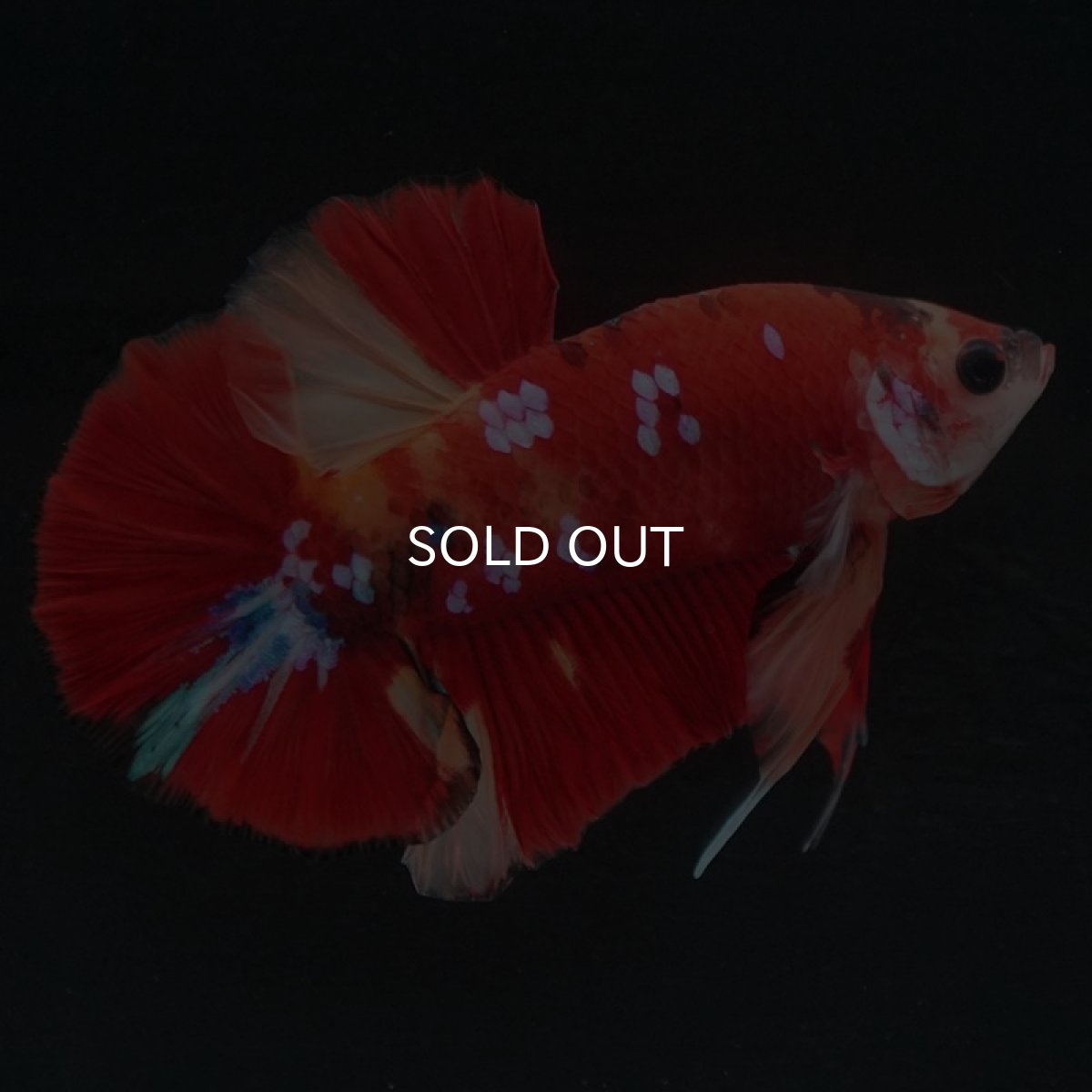 画像6: HMPK キャンディ (6)