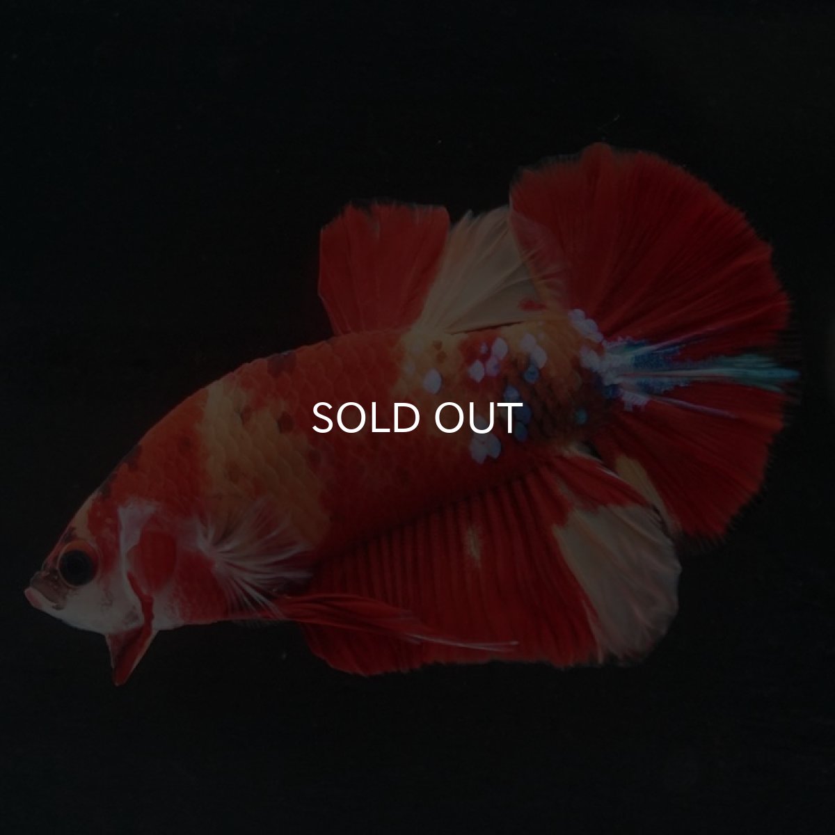 画像5: HMPK キャンディ (5)