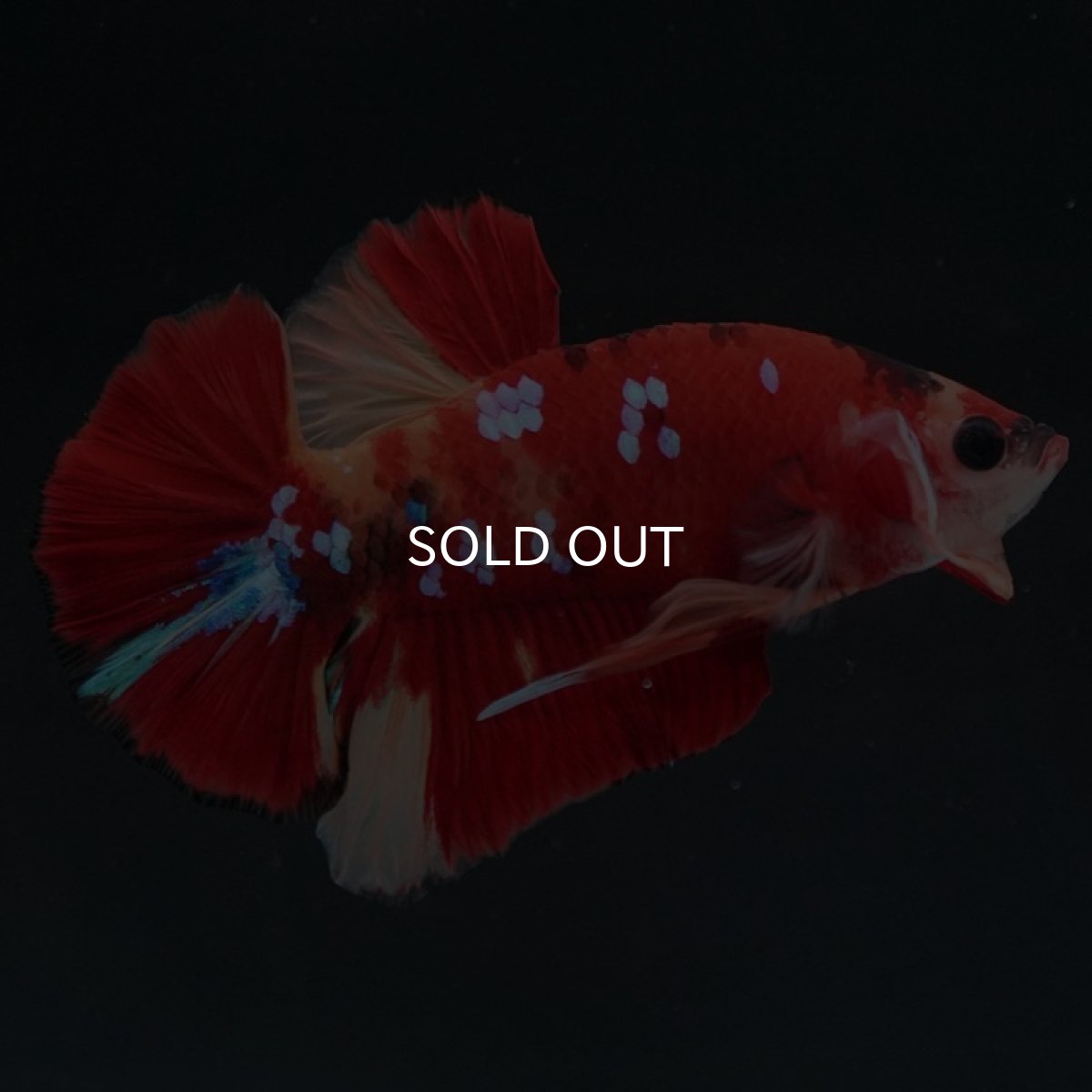 画像4: HMPK キャンディ (4)