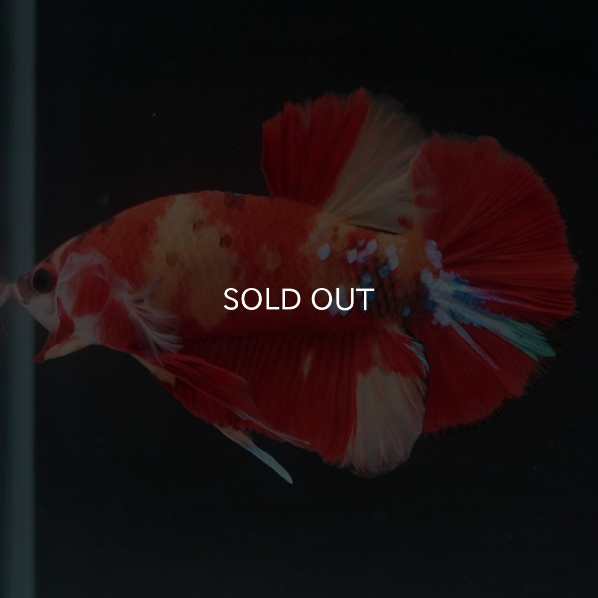 画像3: HMPK キャンディ (3)