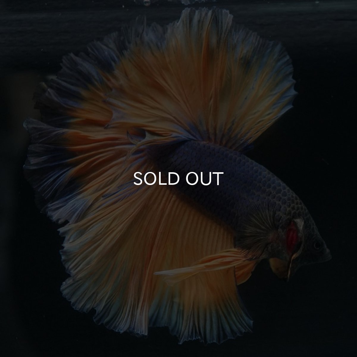 画像9: HM マスタードガス ローズテール (9)