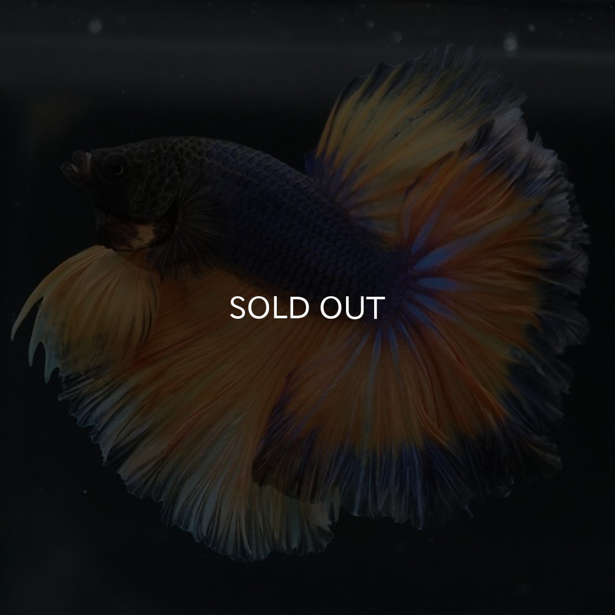 画像8: HM マスタードガス ローズテール (8)