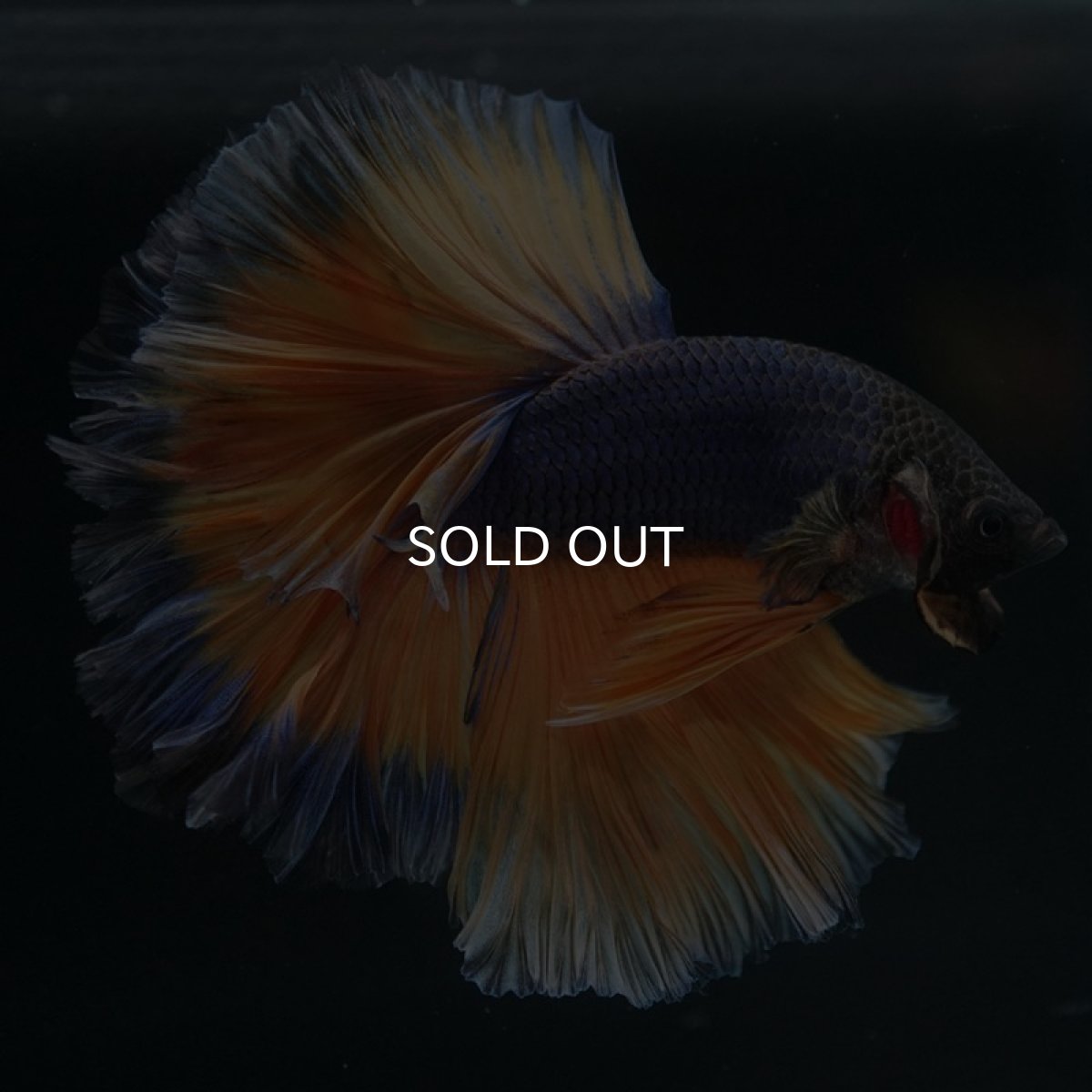 画像2: HM マスタードガス ローズテール (2)