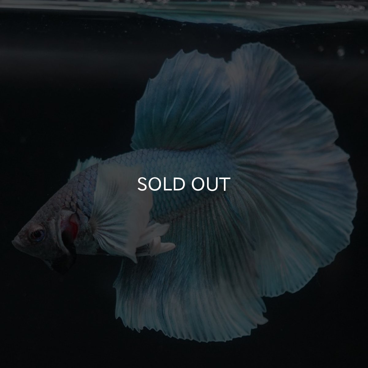 画像7: HMダンボ ファンシー (7)