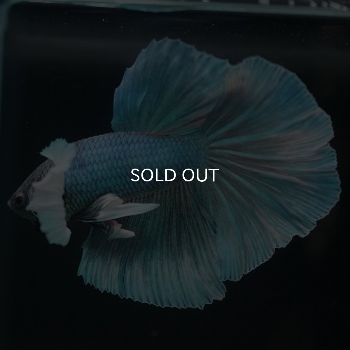 画像6: HMダンボ ファンシー (6)