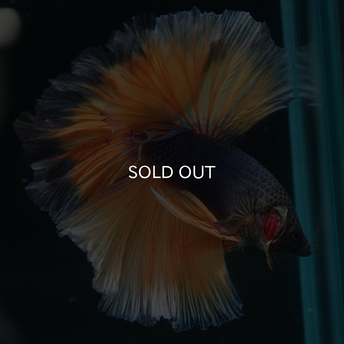 画像5: HM マスタードガス ローズテール (5)