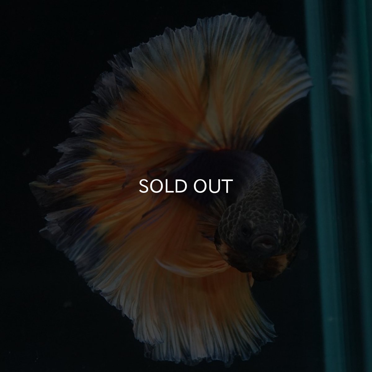 画像7: HM マスタードガス ローズテール (7)