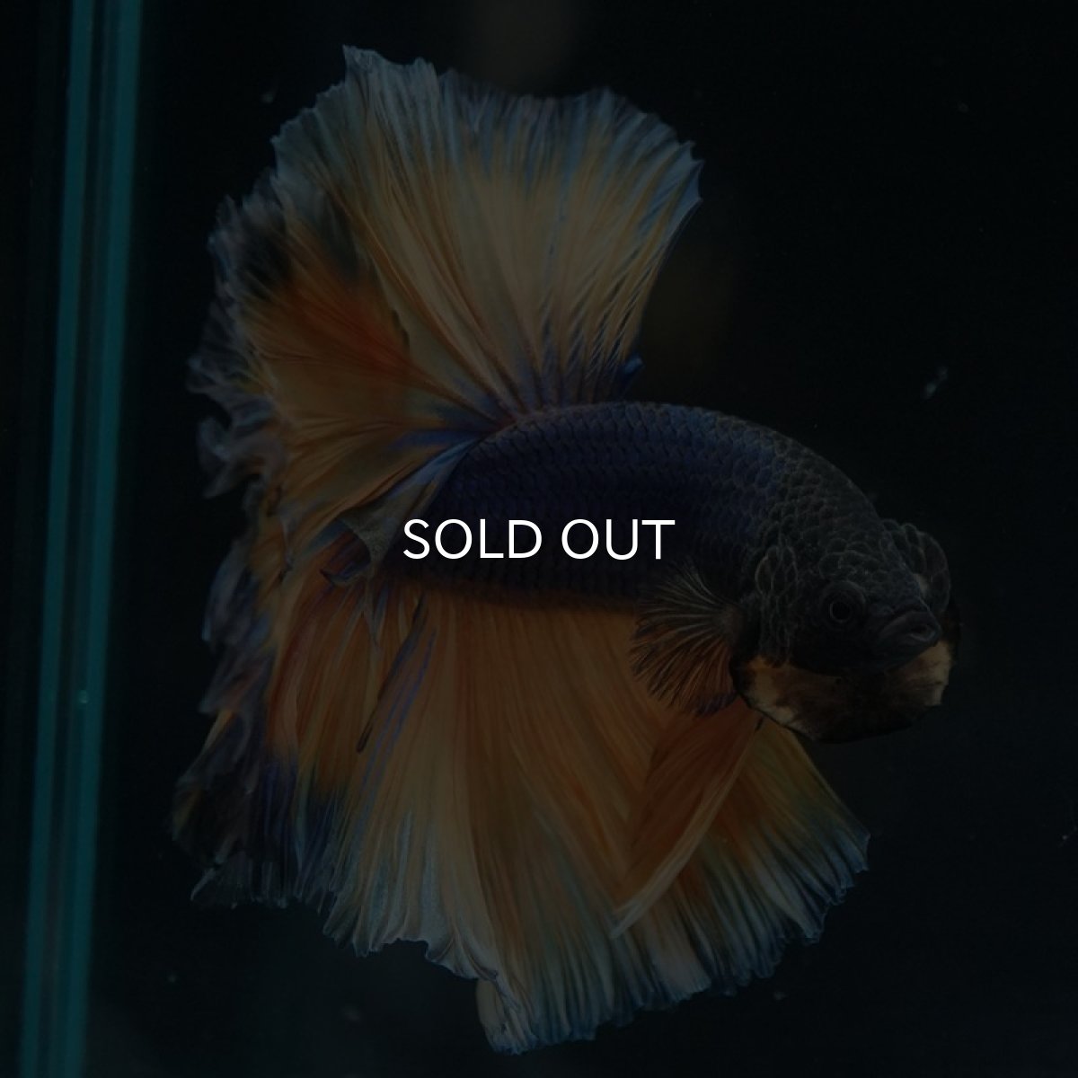 画像6: HM マスタードガス ローズテール (6)