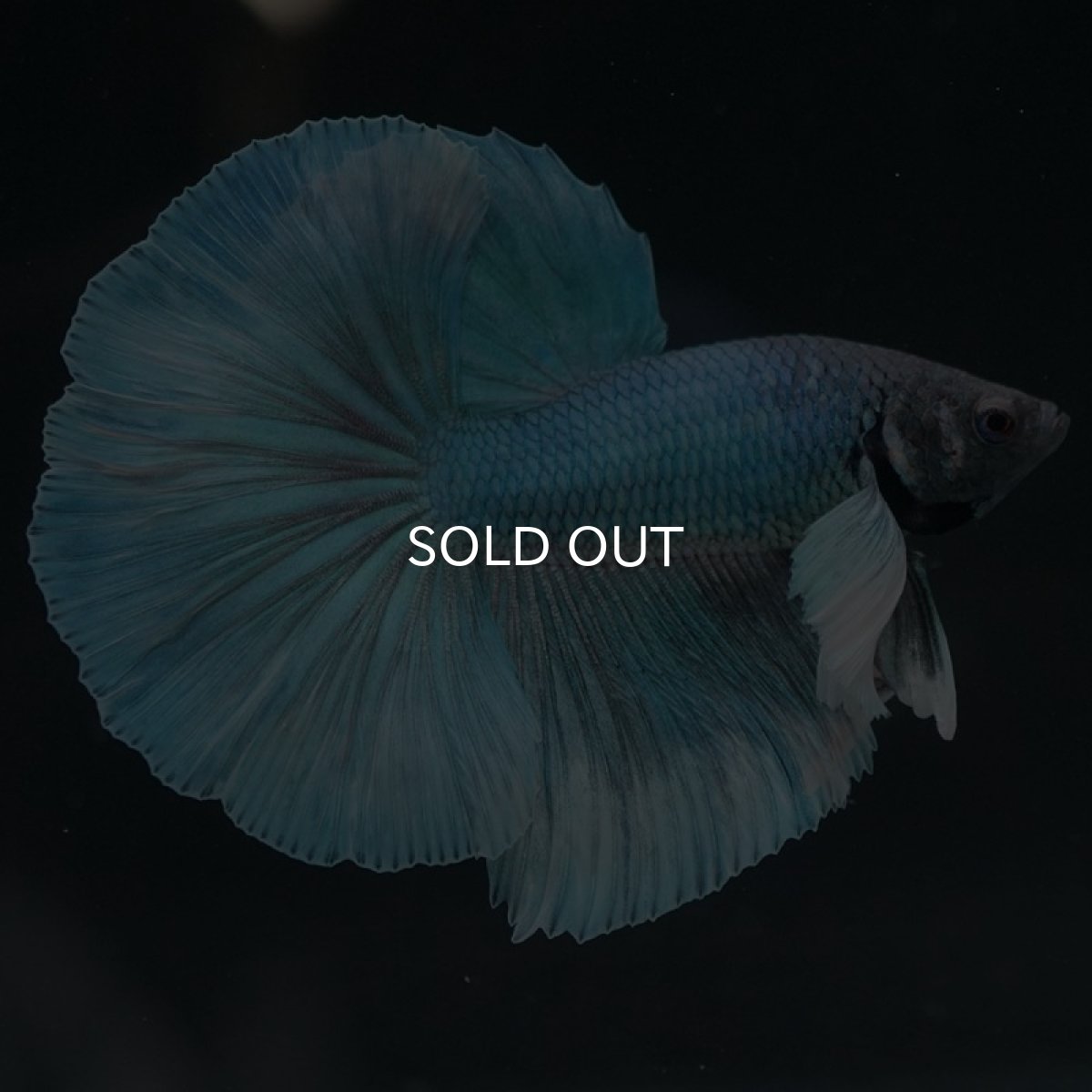 画像5: HMダンボ ファンシー (5)