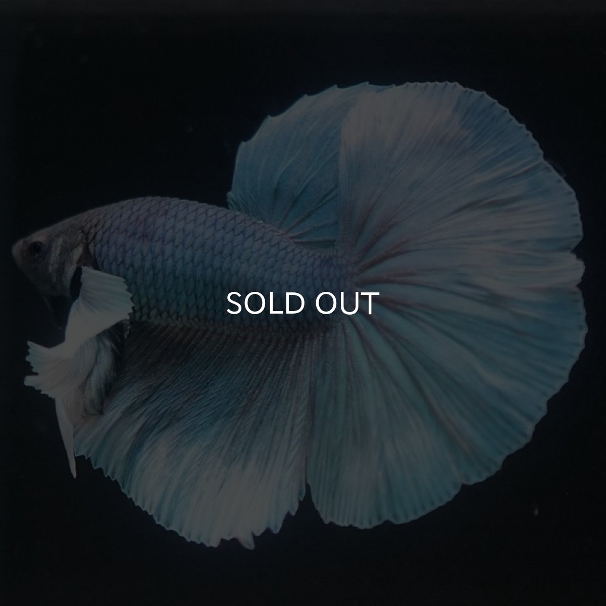 画像4: HMダンボ ファンシー (4)