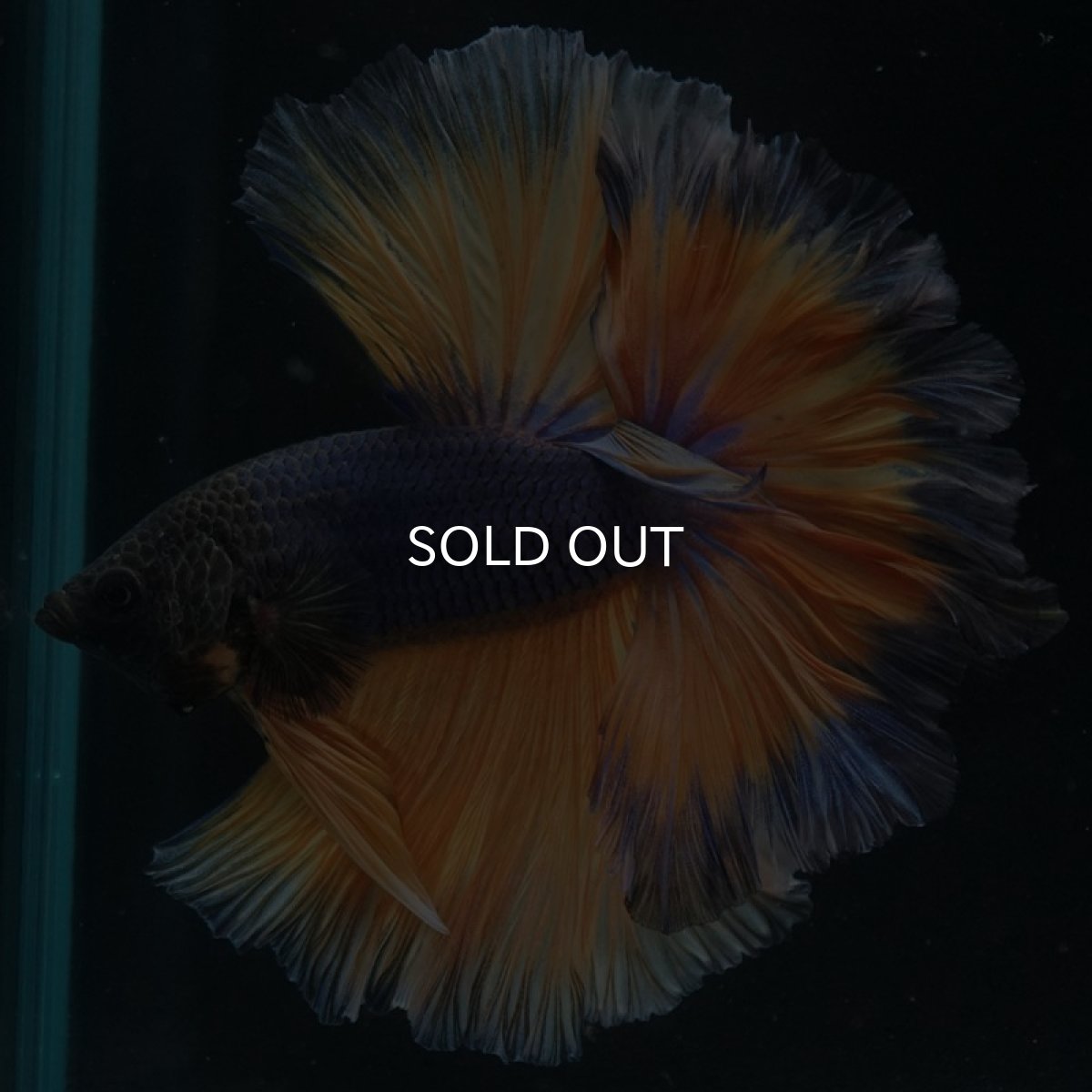 画像4: HM マスタードガス ローズテール (4)