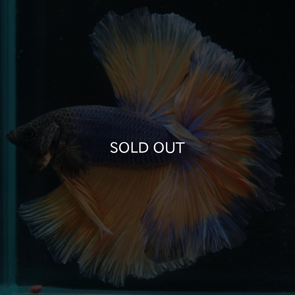 画像3: HM マスタードガス ローズテール (3)