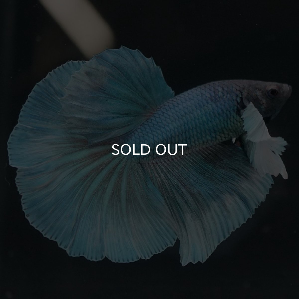 画像3: HMダンボ ファンシー (3)