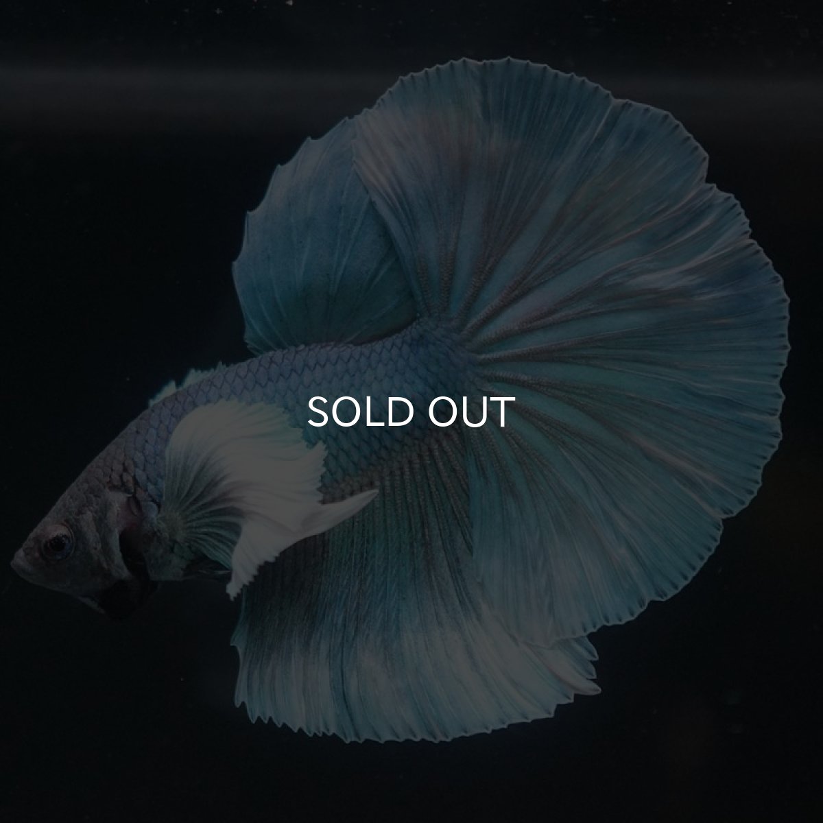 画像2: HMダンボ ファンシー (2)