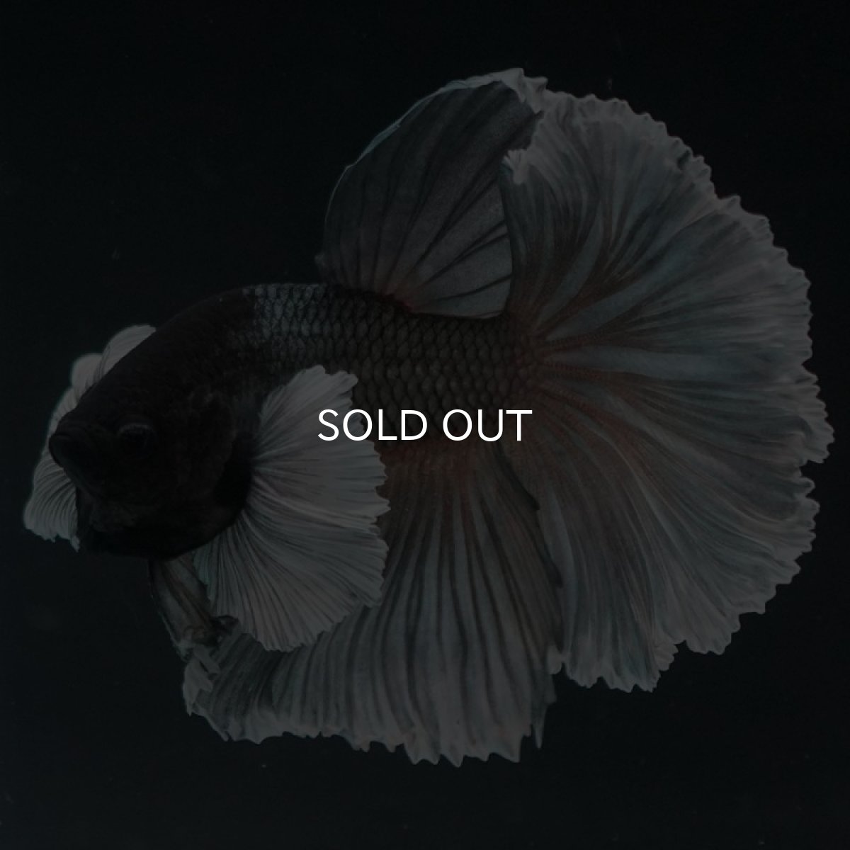 画像2: HMダンボ　カッパー (2)