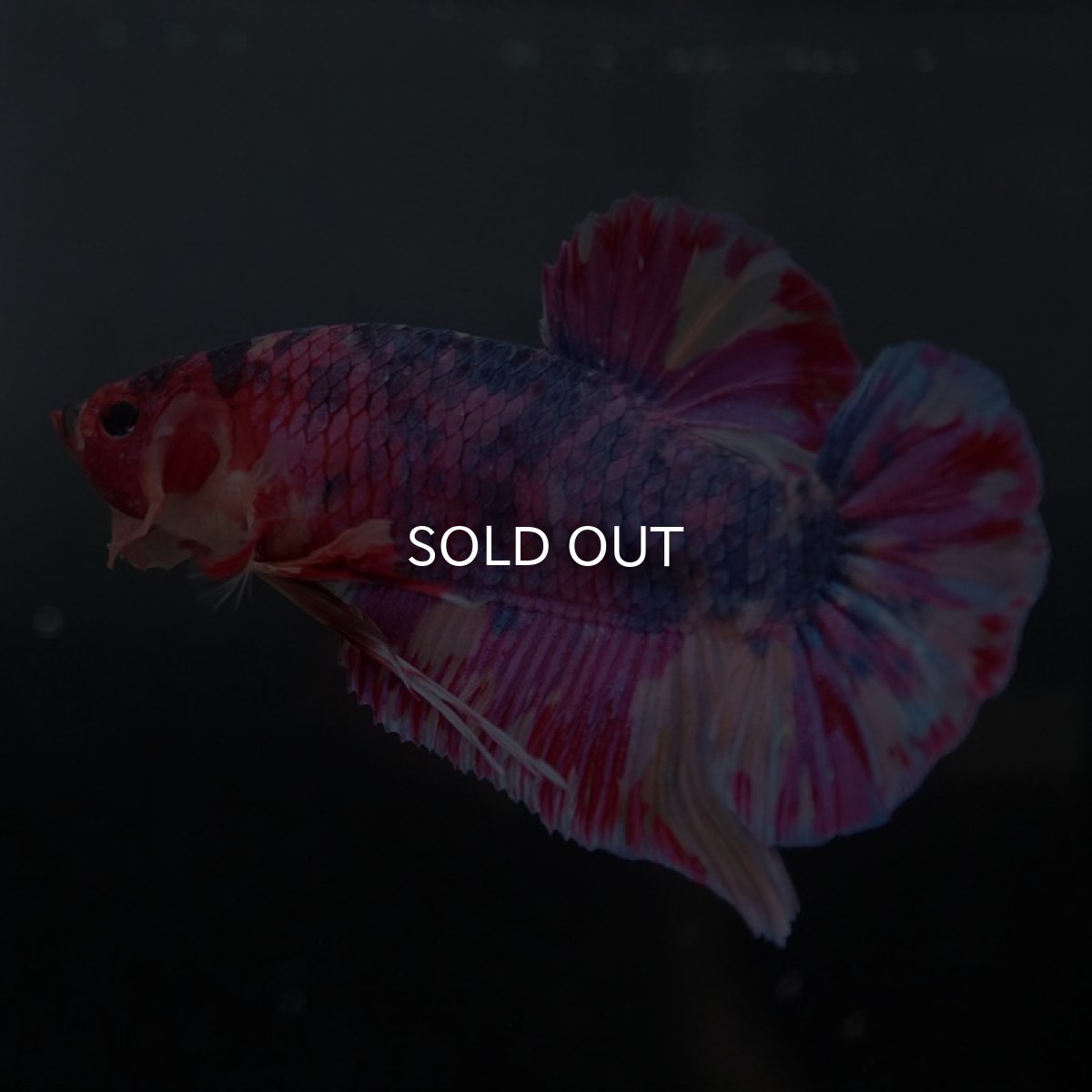 画像6: GHMPK ファンシー (6)