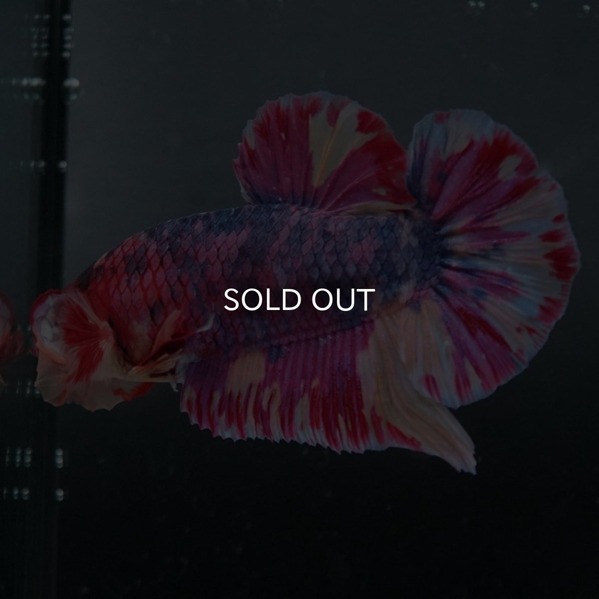 画像4: GHMPK ファンシー (4)