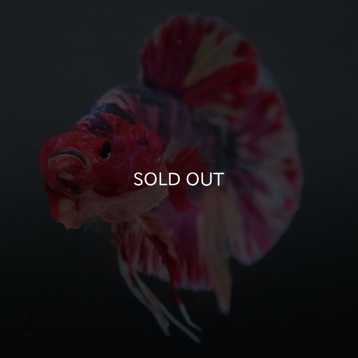 画像3: GHMPK ファンシー (3)