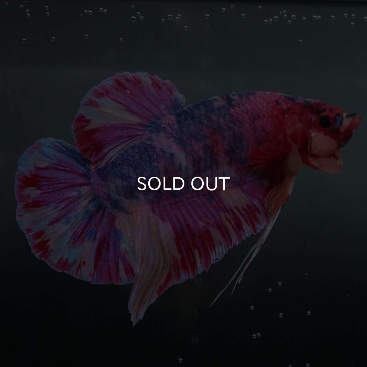 画像5: GHMPK ファンシー (5)