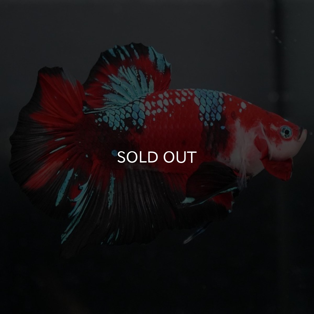 画像6: GHMPK　鯉ギャラクシー (6)