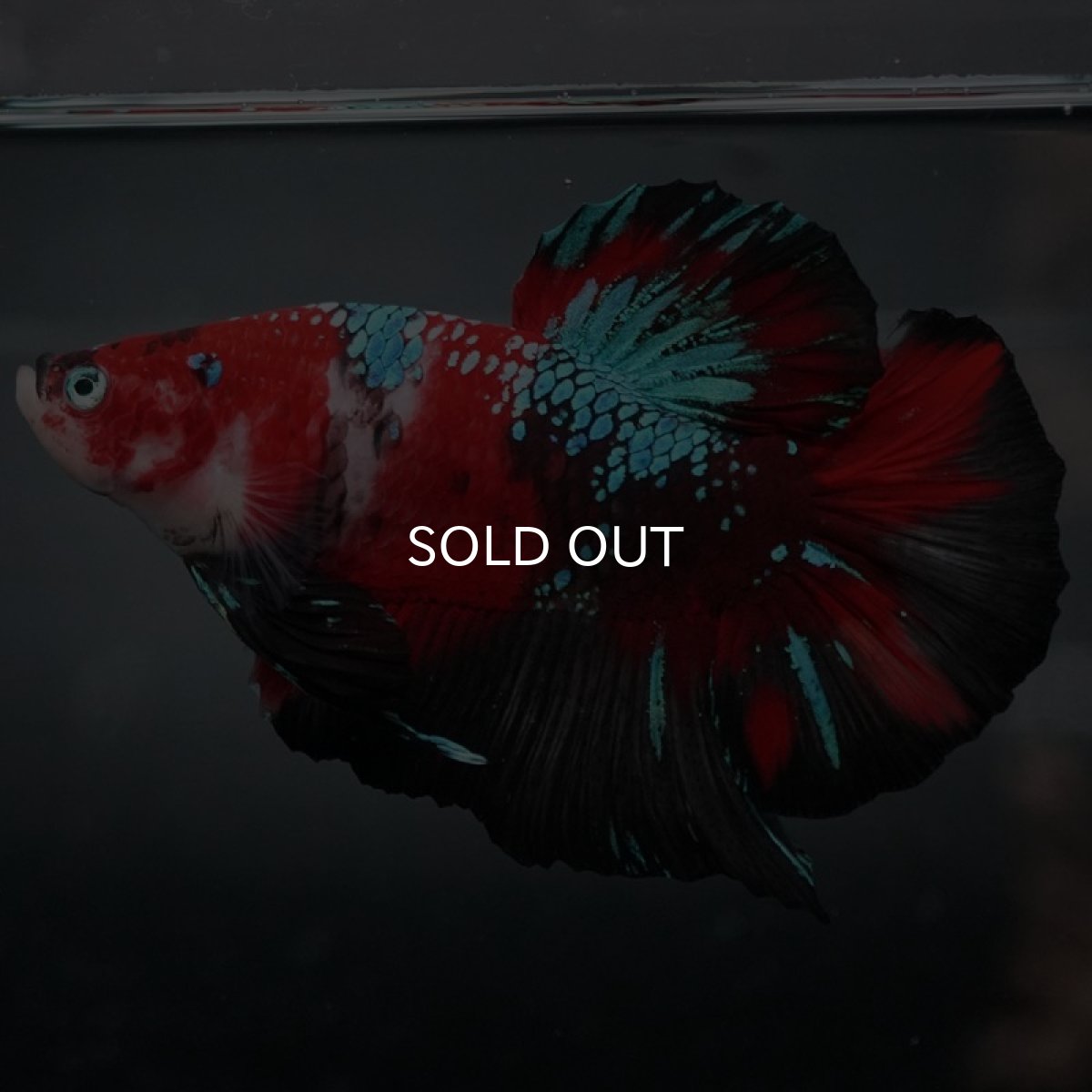 画像5: GHMPK　鯉ギャラクシー (5)