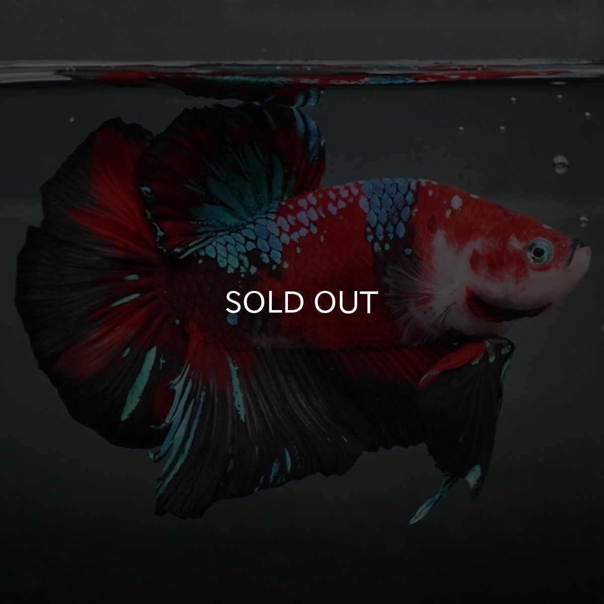 画像4: GHMPK　鯉ギャラクシー (4)