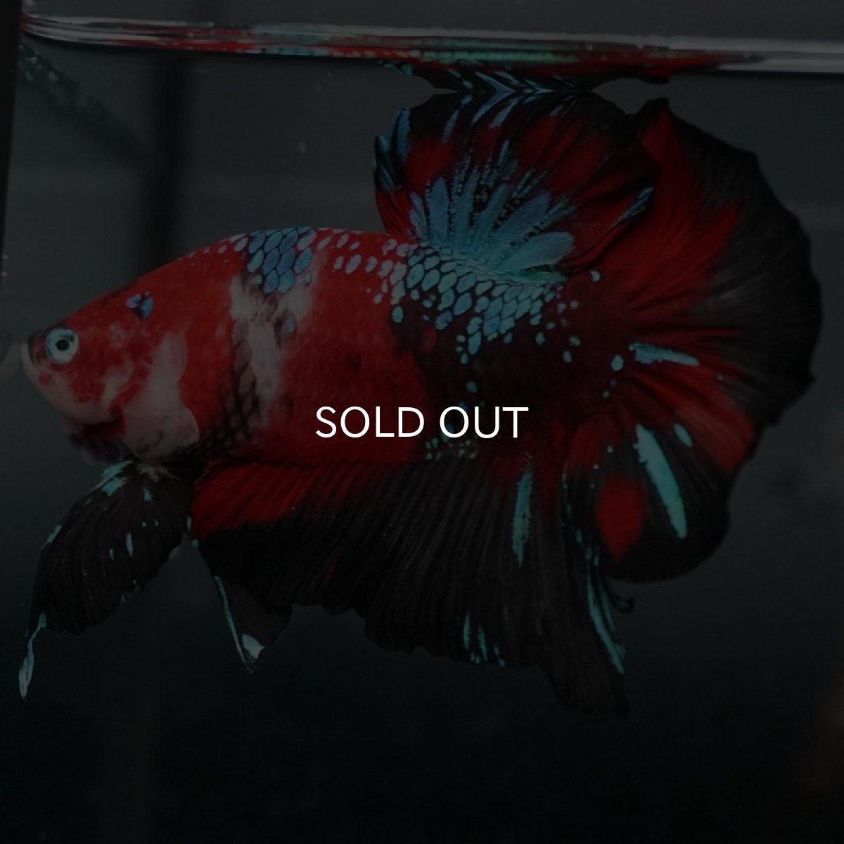 画像2: GHMPK　鯉ギャラクシー (2)