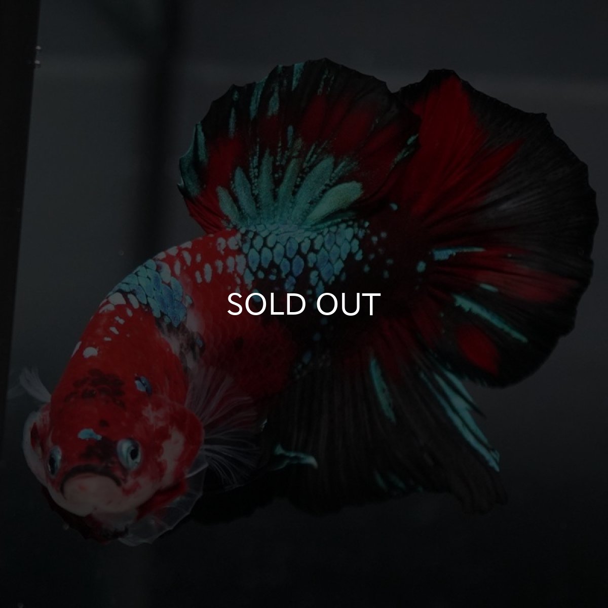 画像3: GHMPK　鯉ギャラクシー (3)