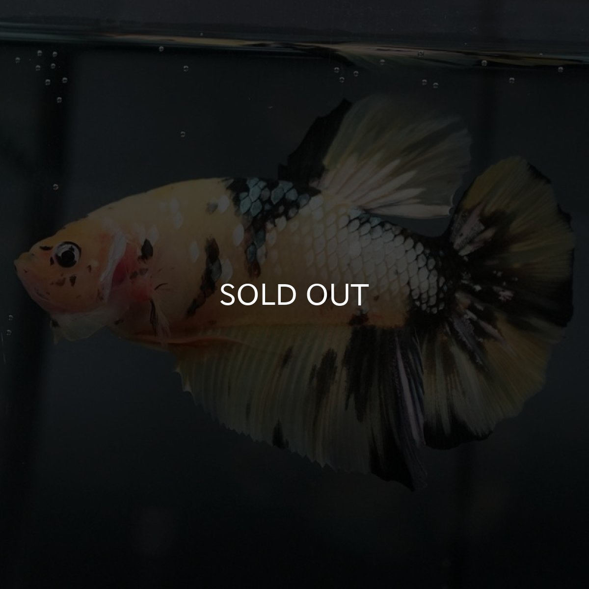 画像5: GHMPK イエローカッパー (5)