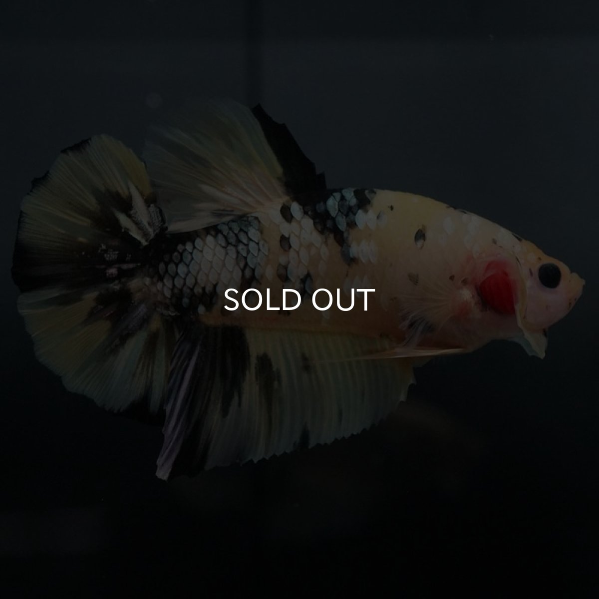 画像2: GHMPK イエローカッパー (2)