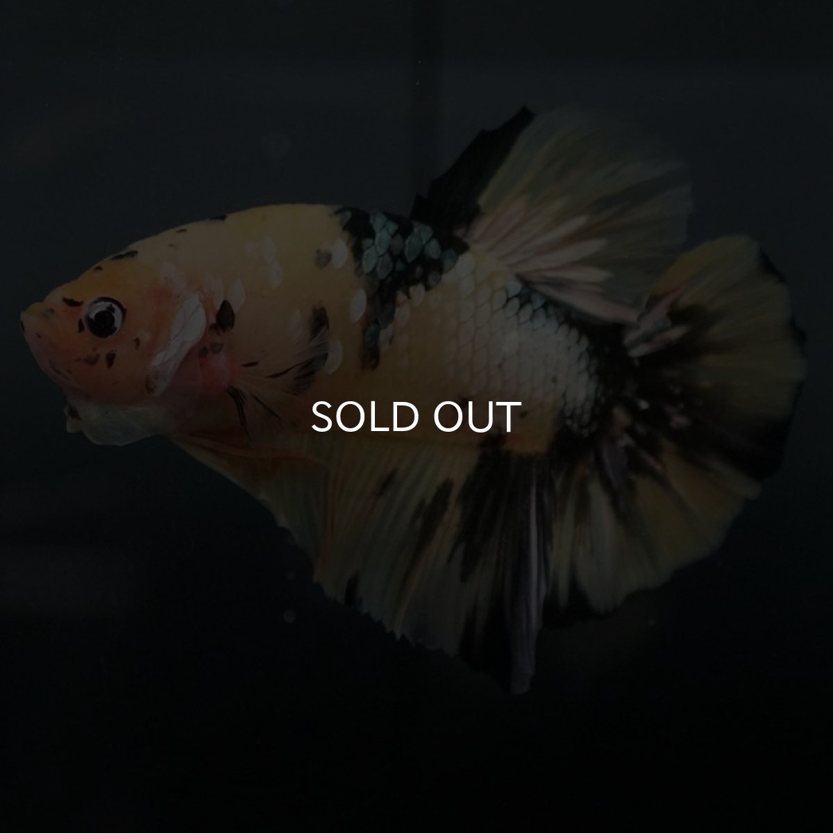 画像3: GHMPK イエローカッパー (3)