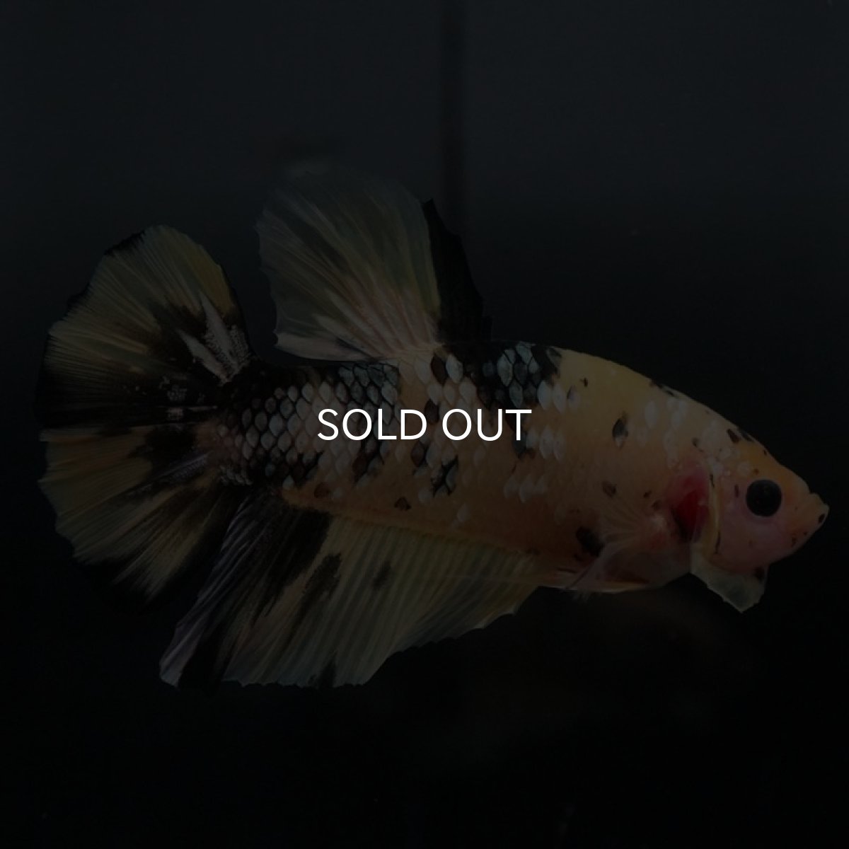 画像4: GHMPK イエローカッパー (4)