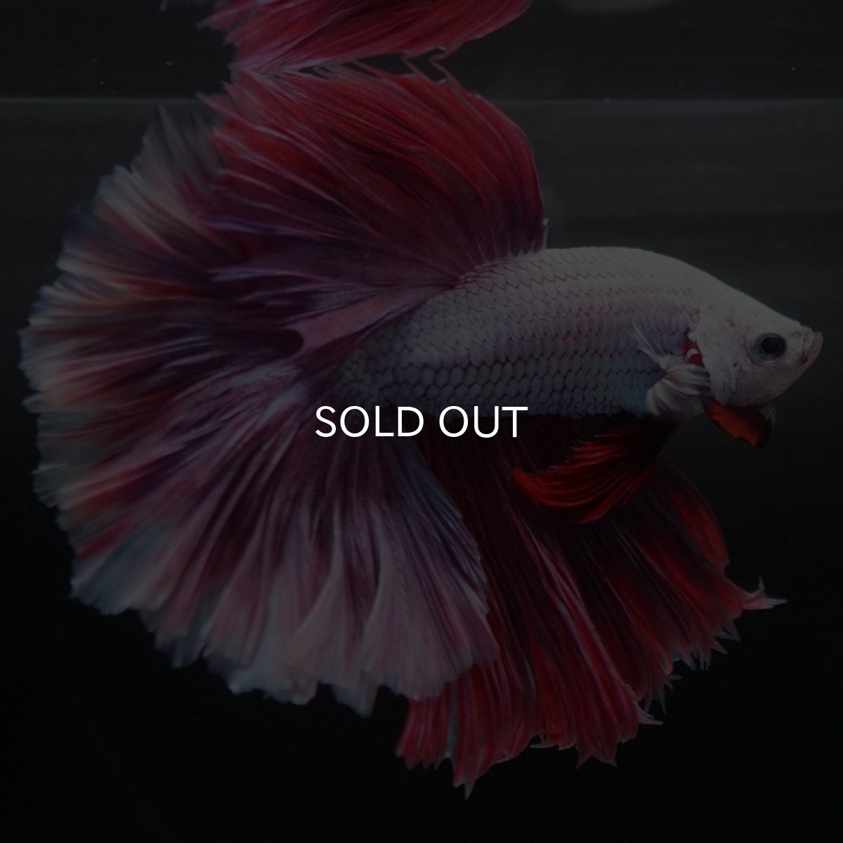 画像7: HM　ラベンダー　ローズテール (7)