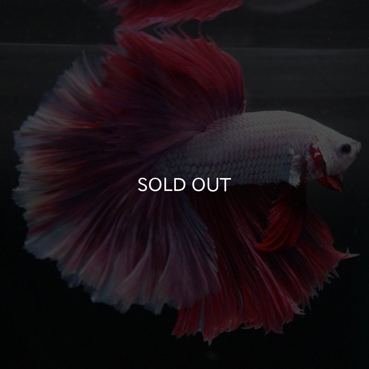 画像3: HM　ラベンダー　ローズテール (3)