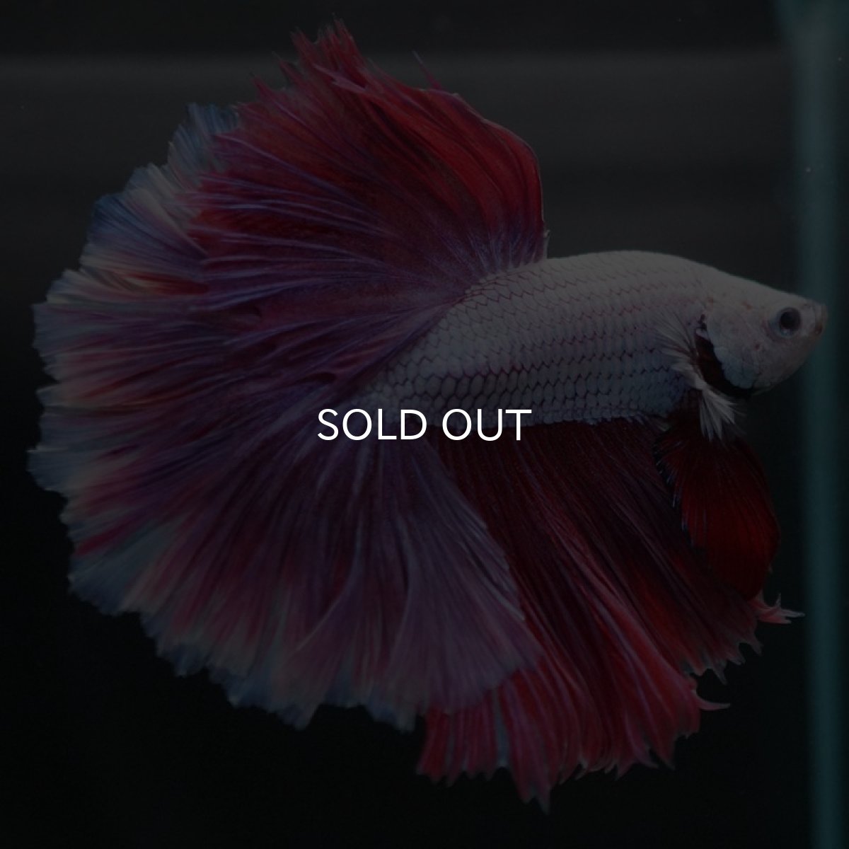 画像5: HM　ラベンダー　ローズテール (5)