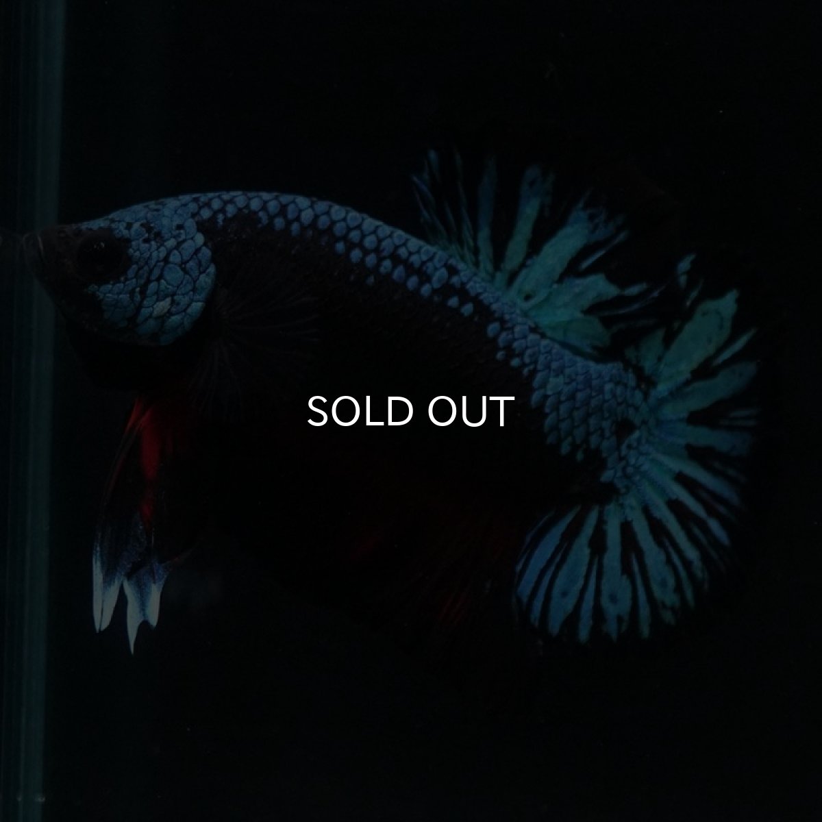 画像6: HMPK ファンシーブラック (6)