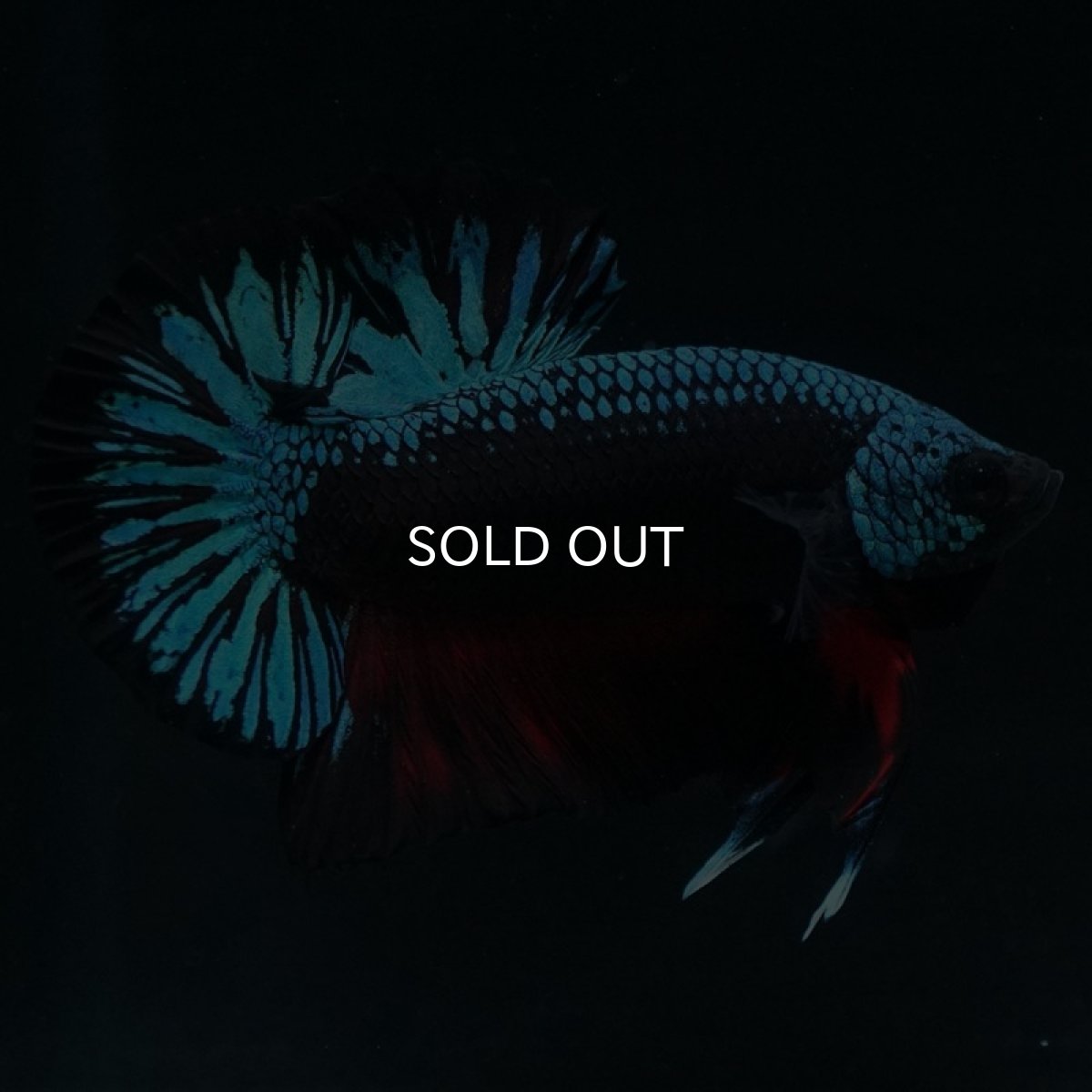 画像3: HMPK ファンシーブラック (3)