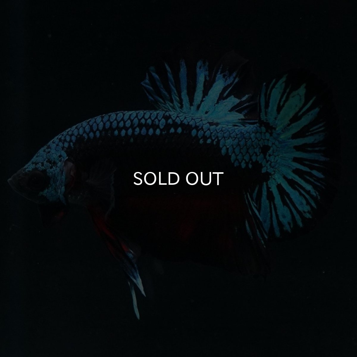 画像4: HMPK ファンシーブラック (4)