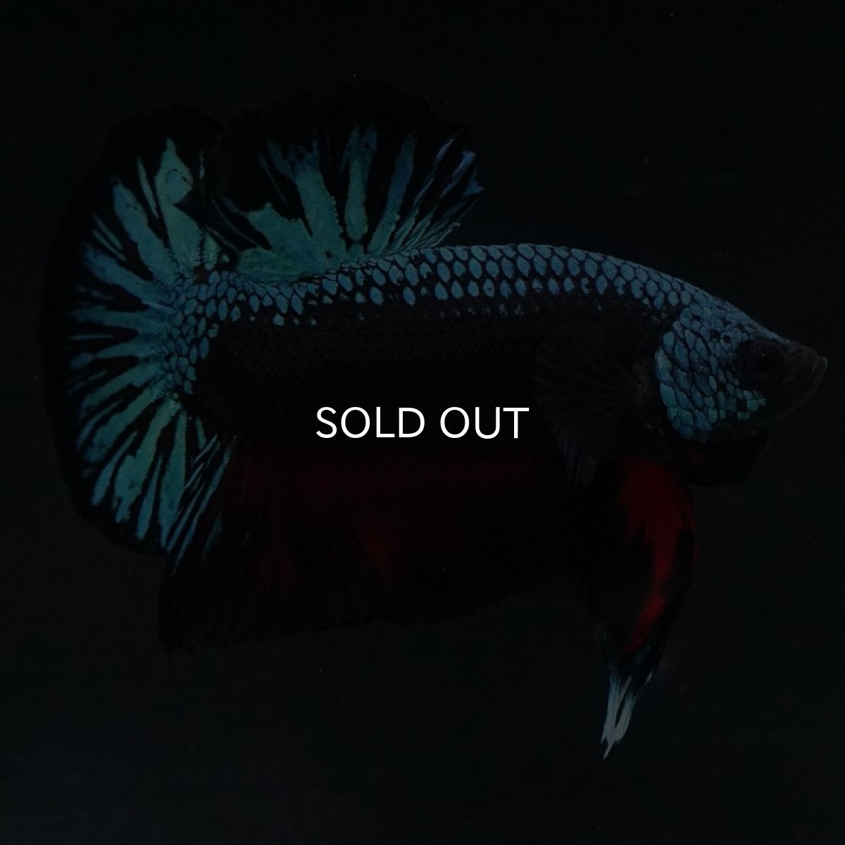 画像7: HMPK ファンシーブラック (7)