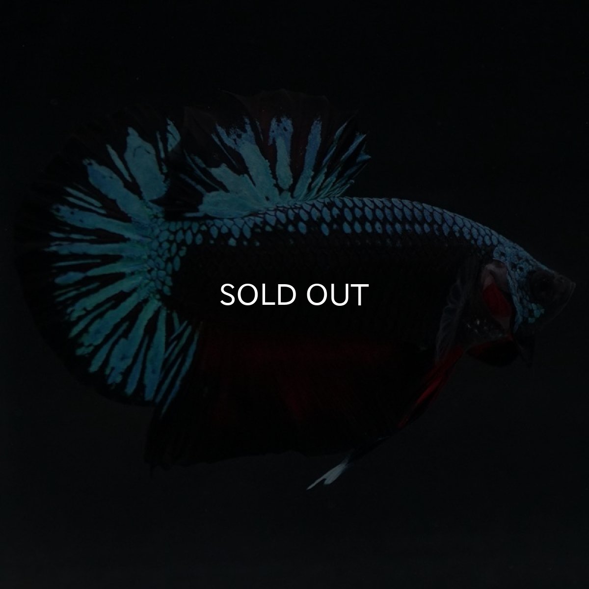 画像5: HMPK ファンシーブラック (5)