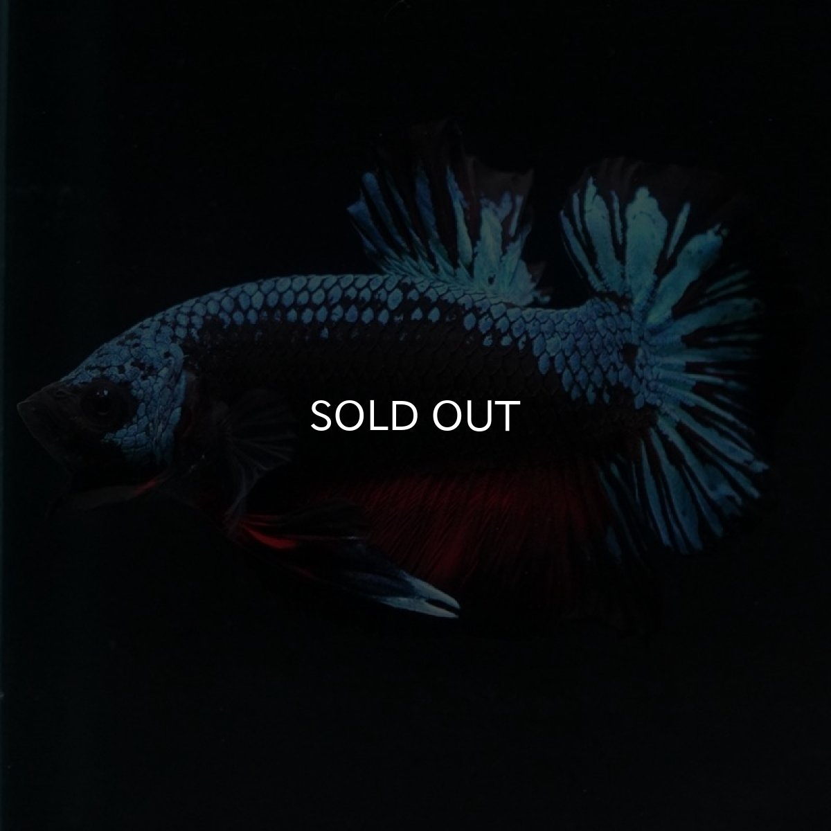 画像2: HMPK ファンシーブラック (2)