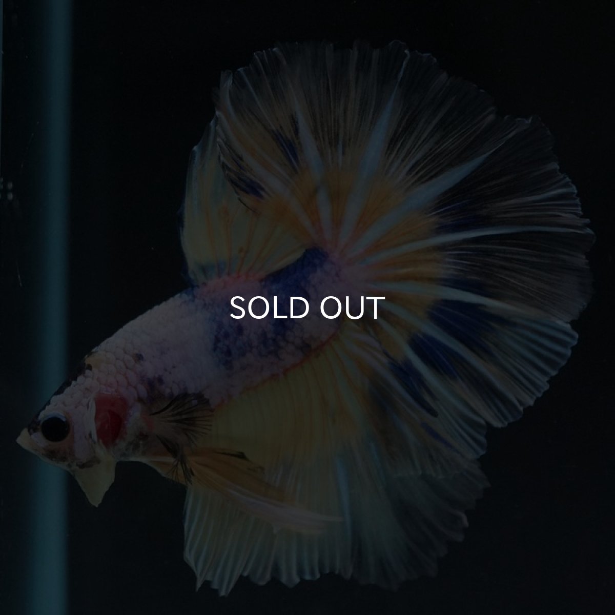 画像5: HM　イエローファンシー (5)